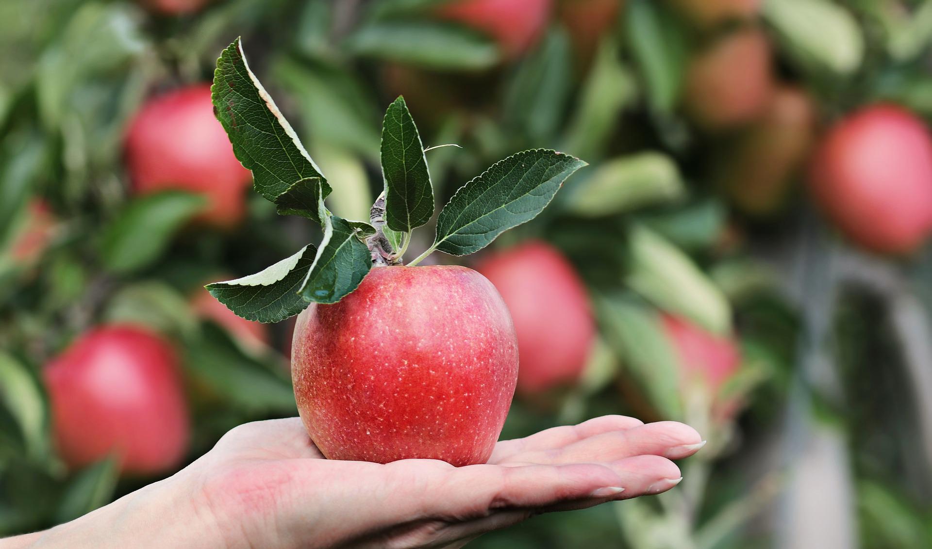 El vinagre de manzana como suplemento alimenticio ¡Energía en estado puro!